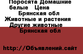 Поросята Домашние белые › Цена ­ 5 000 - Брянская обл. Животные и растения » Другие животные   . Брянская обл.